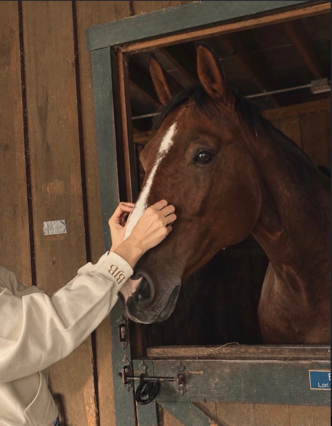 A close-up of a horse's nose