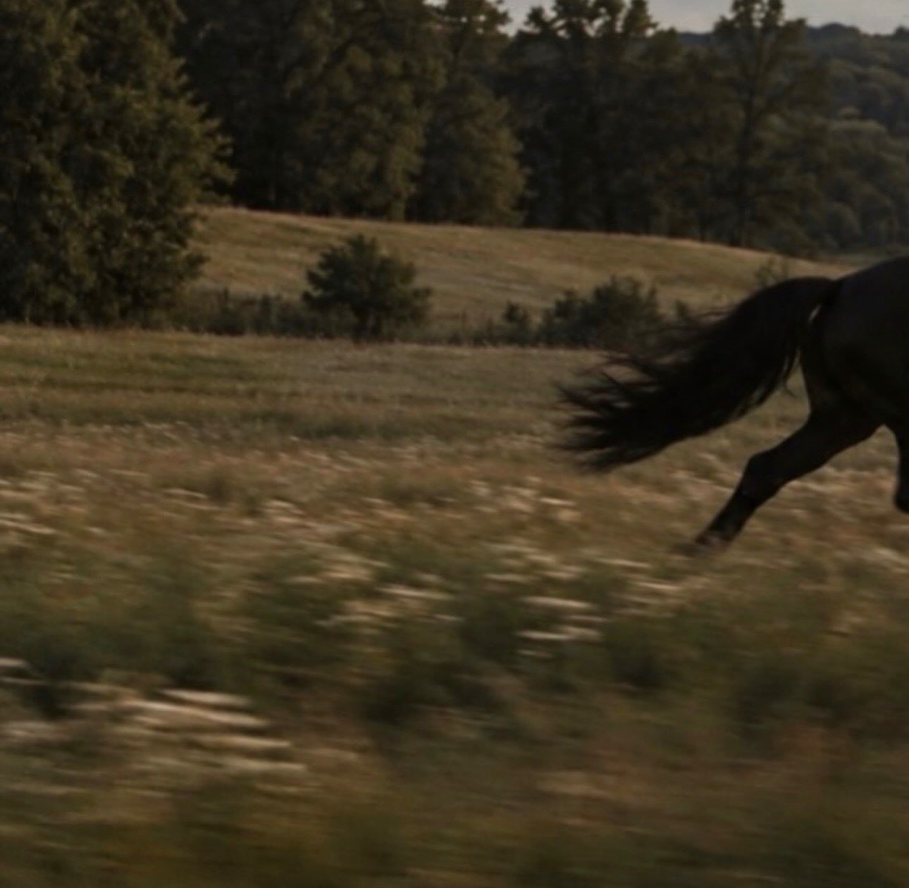 Black horse running through a golden field
